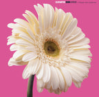 30 Aniversario O Tratado Sobre Jardinería - Vinilo (Color Rosa)